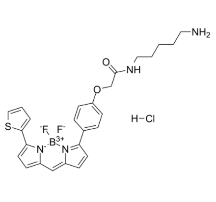 BODIPY TR Cadaverine 