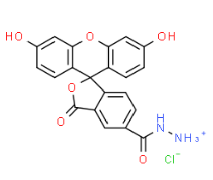 FAM hydrazide 5-isomer 