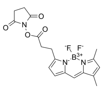BDP FL NHS Ester 
