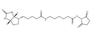 生物素-X,琥珀酰亚胺酯