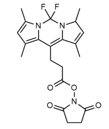 BODIPY 493/503 NHS ester