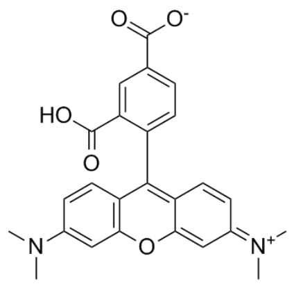 	5-TAMRA 