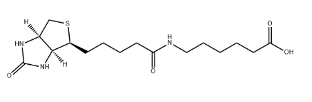Biotin-LC