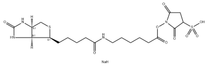 Biotin-LC-Sulfo-NHS