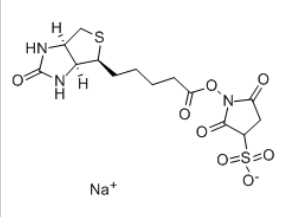 Biotin-Sulfo-NHS ester