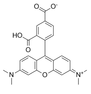 5-TAMRA   