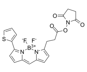 	BDP 558/568 NHS ester  