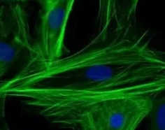 西安齐岳生物提供pH敏感白蛋白纳米粒定制服务