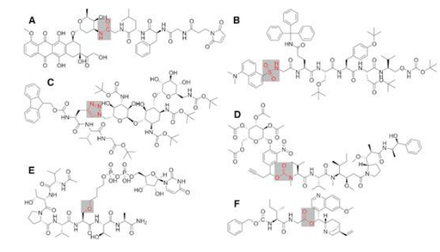 有机药物小分子与肽结合的定制技术