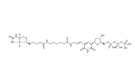 Biotin-11-dUTP 