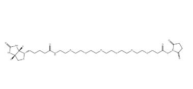（+）-Biotin-PEG6-NHS Ester