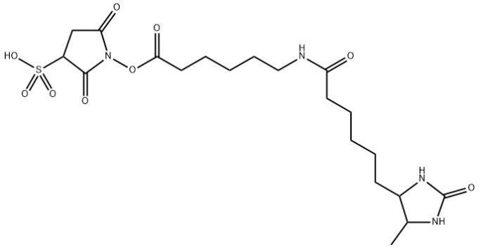 SULFO-NHS-LC-脱硫生物素 