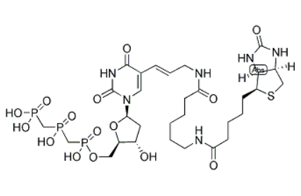 Biotin-11-dUTP 