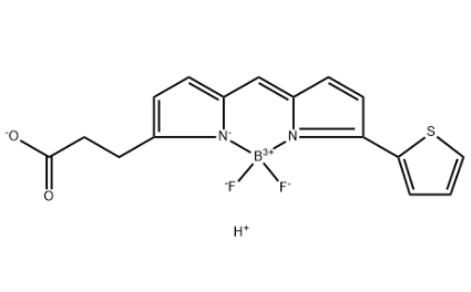BODIPY 558/568 COOH 