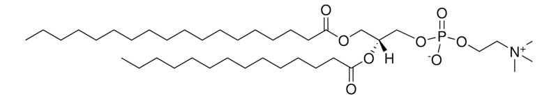 18:0-14:0 PC,CAS:206640-20-2,1-硬脂酰-2-肉豆蔻酰-sn-甘油-3-磷脂酰胆碱 18:0-14:0 PC,CAS:206640-20-2,1-硬脂酰-2-肉豆蔻酰-sn-甘油-3-磷脂酰胆碱