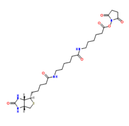 Biotin-LC-LC-NHS 