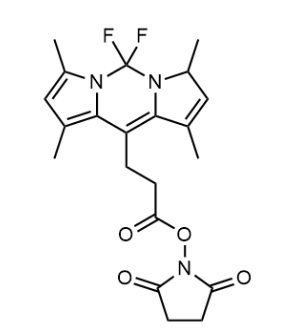 BODIPY 493/503 SE