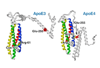 Aβ₄₂淀粉样肽荧光标记