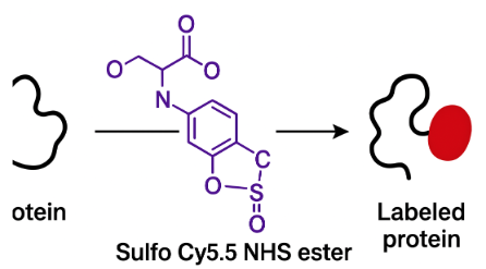 Sulfo Cy5.5 NHS ester Sulfo Cy5.5 NHS ester