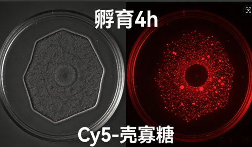 Cy5-壳寡糖 Cy5-壳寡糖