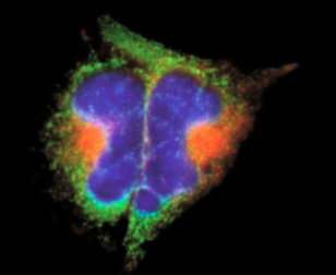荧光素标记伴刀豆凝集素
