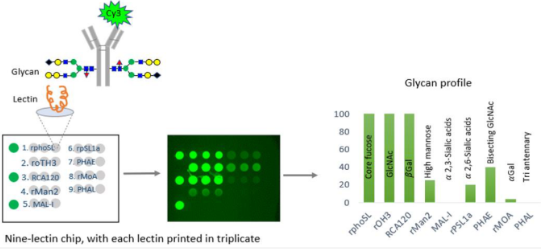荧光标记凝集素