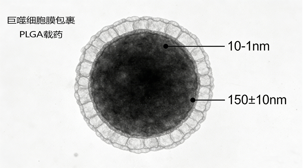 巨噬细胞膜包裹plga载药 巨噬细胞膜包裹plga载药