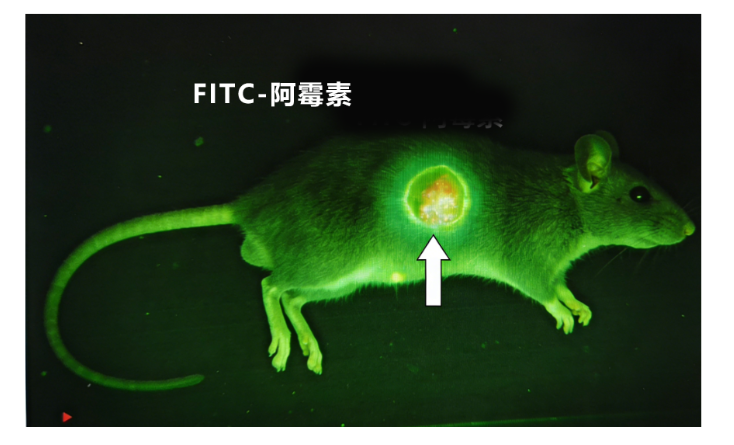 fitc标记化疗药物阿霉素