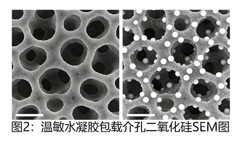 温敏水凝胶包载介孔二氧化硅 温敏水凝胶包载介孔二氧化硅