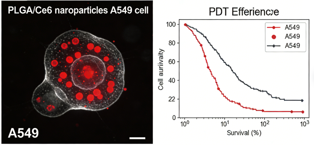 PLGA载荧光二氢卟吩e6