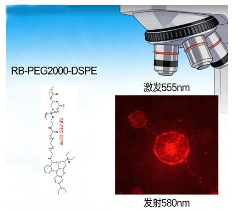 RB-PEG2000-DSPE RB-PEG2000-DSPE