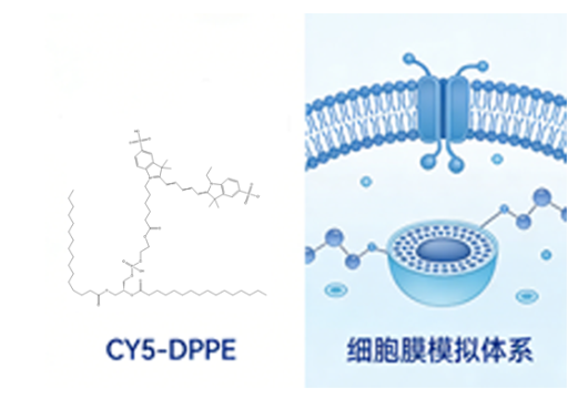 CY5-DPPE CY5-DPPE