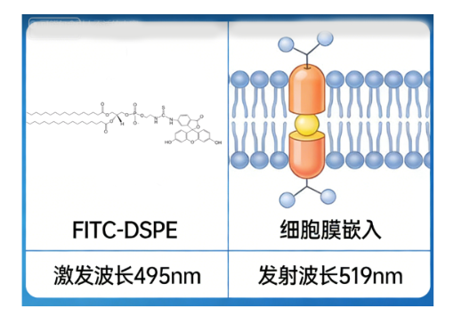FITC-DSPE FITC-DSPE