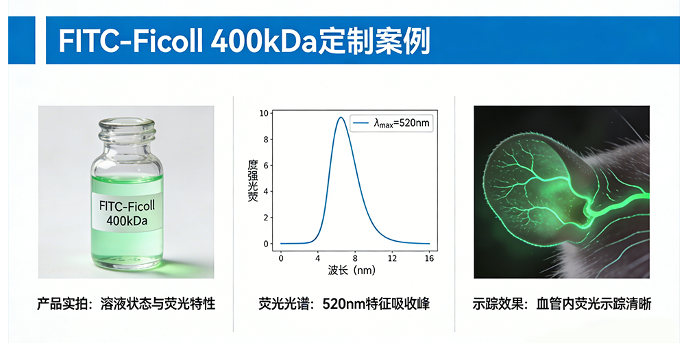 FITC-Ficoll 400kDa FITC-Ficoll 400kDa