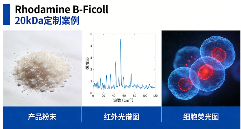 Rhodamine B-Ficoll 20kDa Rhodamine B-Ficoll 20kDa
