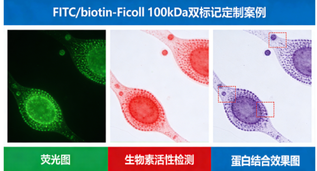FITC/biotin-Ficoll 100kDa 双标记 FITC/biotin-Ficoll 100kDa 双标记