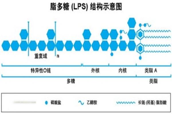脂多糖 脂多糖