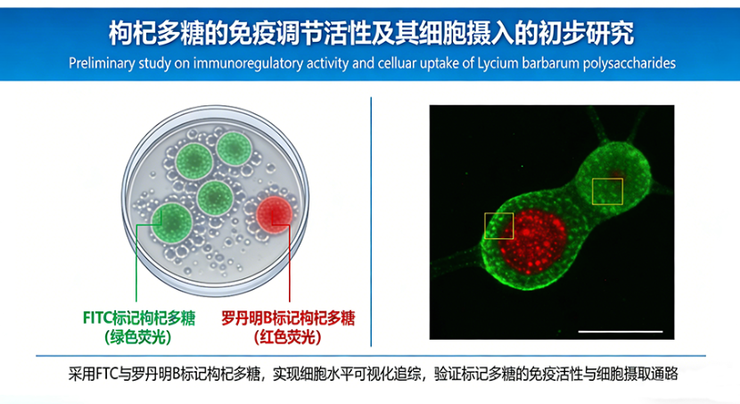 荧光标记枸杞多糖 荧光标记枸杞多糖