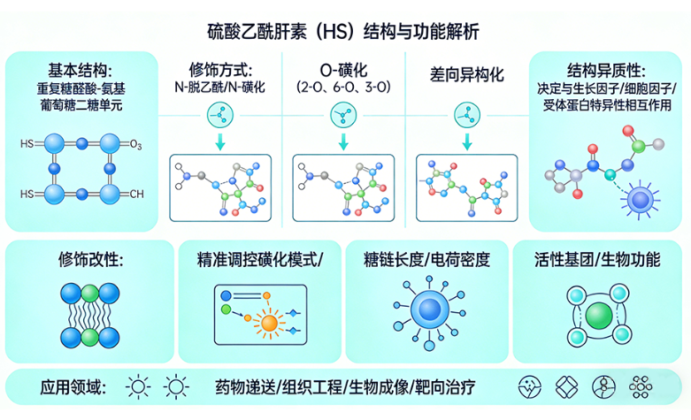 硫酸乙酰肝素修饰 硫酸乙酰肝素修饰