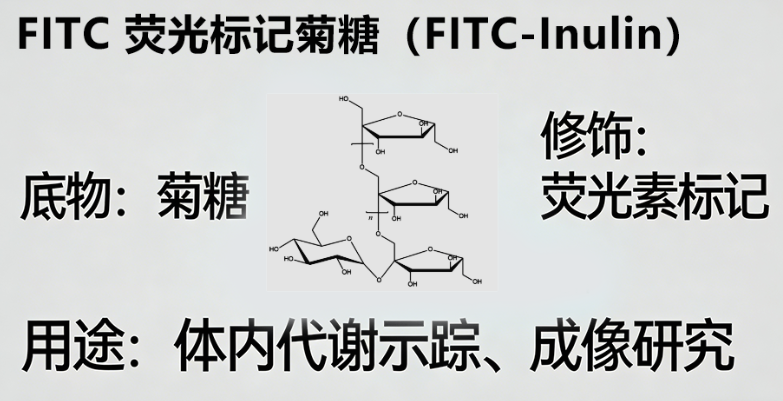FITC-Inulin FITC-Inulin