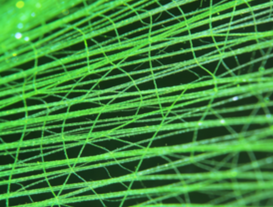 FITC标记PLA纤维膜 FITC标记PLA纤维膜