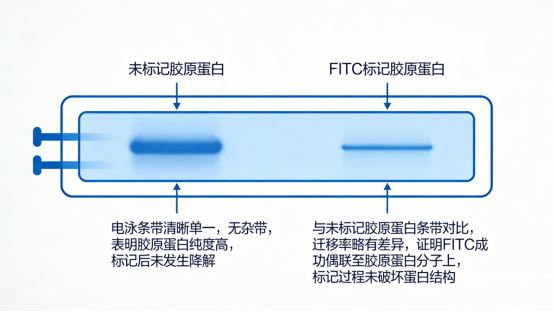 胶原蛋白的SDS-PAGE电泳图 胶原蛋白的SDS-PAGE电泳图