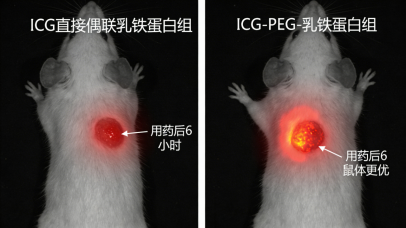 活体荧光成像图