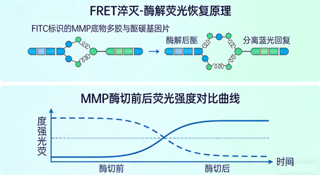 FITC-酶底物多肽