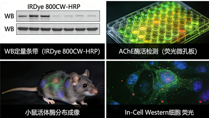 近红外染料(IRDye 680、IRDye 800)标记酶蛋白定制 近红外染料(IRDye 680、IRDye 800)标记酶蛋白定制