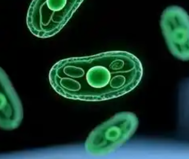 CY5-PEG-NHS CY5-PEG-NHS