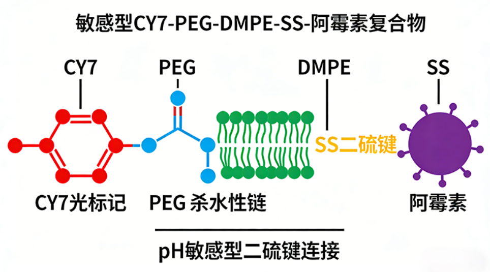 还原敏感型CY7-PEG-DMPE-SS-阿霉素复合物