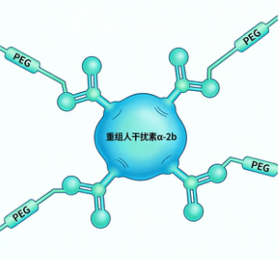 4臂PEG修饰重组人干扰素α-2b定制