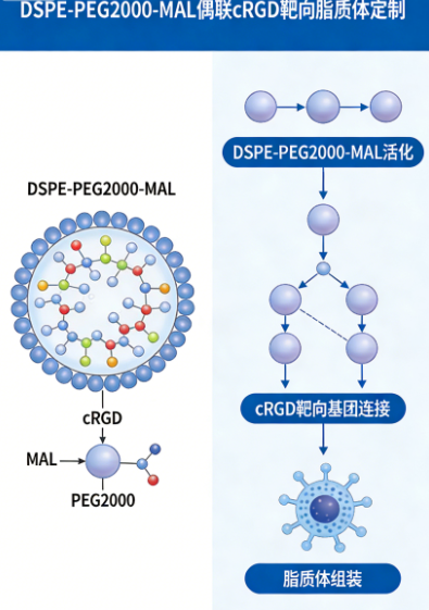 DSPE-PEG2000-MAL 偶联 cRGD 靶向脂质体定制 DSPE-PEG2000-MAL 偶联 cRGD 靶向脂质体定制