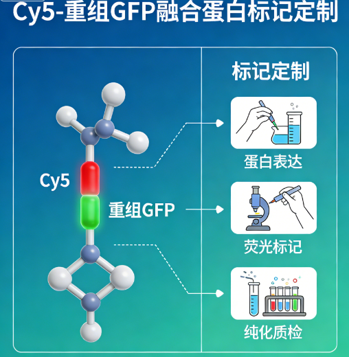 Cy5-重组GFP融合蛋白标记